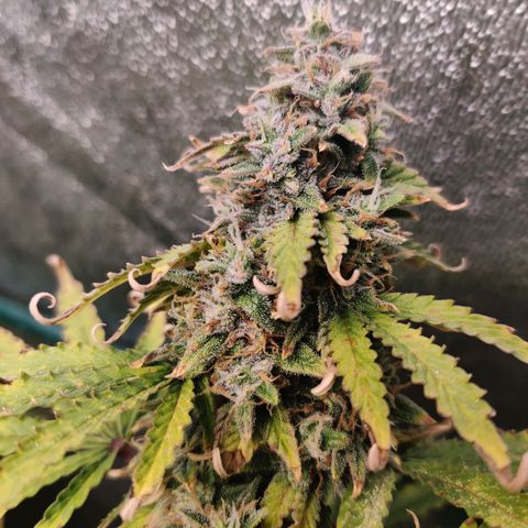 Pineapple Express Auto growlog photo: Waiting for it to plump more. Maybe 2 more weeks, at least finish up the late bloom nutrients. 