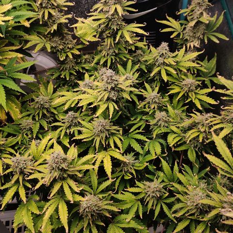 Pineapple Express Auto growlog photo: Waiting for it to plump more. Maybe 2 more weeks, at least finish up the late bloom nutrients. 
