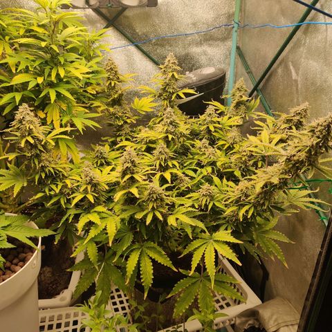 Pineapple Express Auto growlog photo: Waiting for it to plump more. Maybe 2 more weeks, at least finish up the late bloom nutrients. 