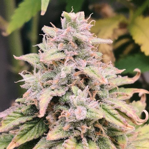 Pineapple Express Auto growlog photo: Waiting for it to plump more. Maybe 2 more weeks, at least finish up the late bloom nutrients. 