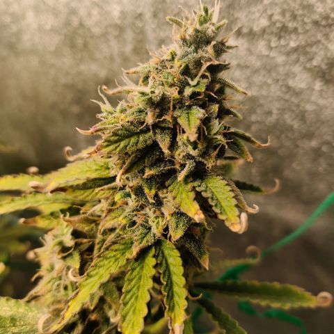 Pineapple Express Auto growlog photo: Waiting for it to plump more. Maybe 2 more weeks, at least finish up the late bloom nutrients. 