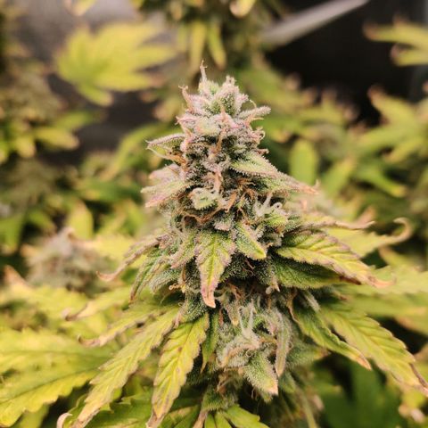Pineapple Express Auto growlog photo: Waiting for it to plump more. Maybe 2 more weeks, at least finish up the late bloom nutrients. 