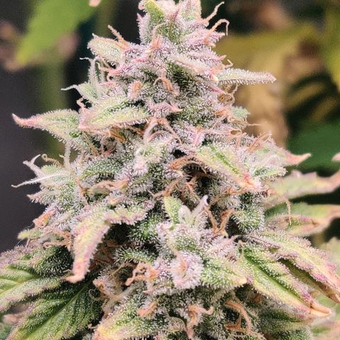 Pineapple Express Auto growlog photo: Waiting for it to plump more. Maybe 2 more weeks, at least finish up the late bloom nutrients. 