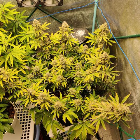 Pineapple Express Auto growlog timeline photo