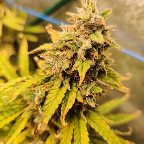 Pineapple Express Auto growlog timeline photo
