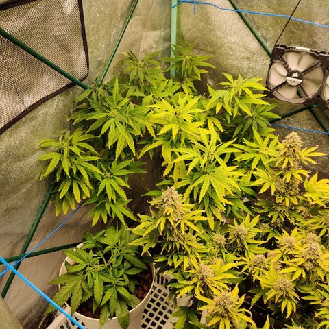 Pineapple Express Auto growlog timeline photo