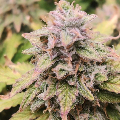 Pineapple Express Auto growlog timeline photo