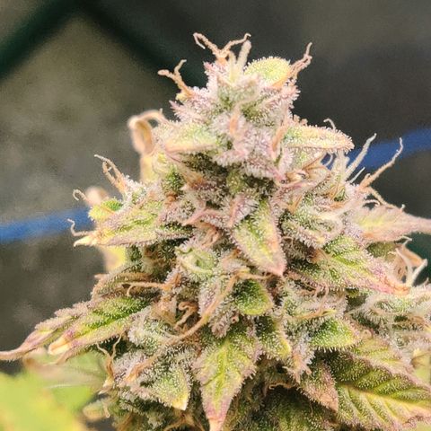 Pineapple Express Auto growlog timeline photo
