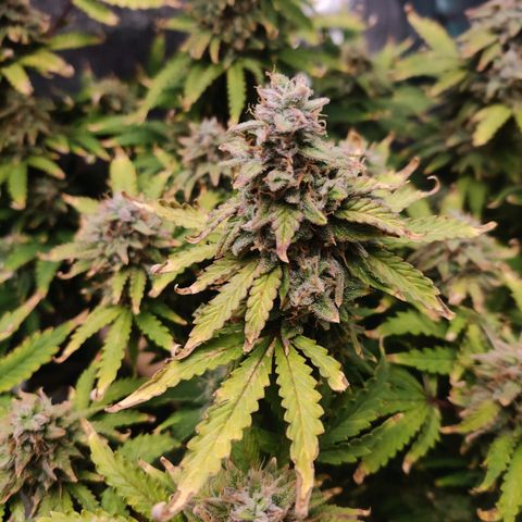 Pineapple Express Auto growlog timeline photo
