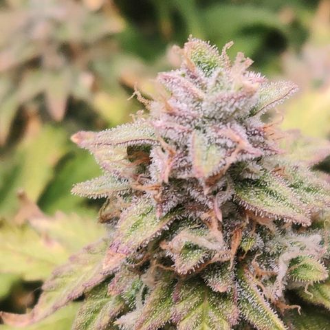 Pineapple Express Auto growlog timeline photo
