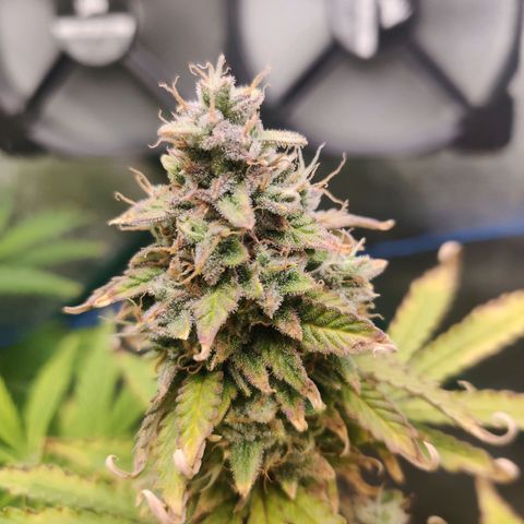Pineapple Express Auto growlog timeline photo