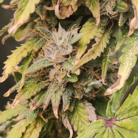 Pineapple Express Auto growlog timeline photo