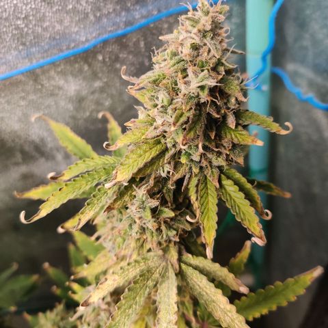 Pineapple Express Auto growlog timeline photo
