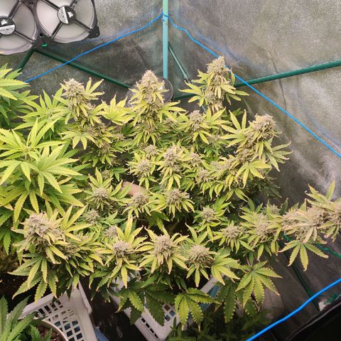 Pineapple Express Auto growlog timeline photo