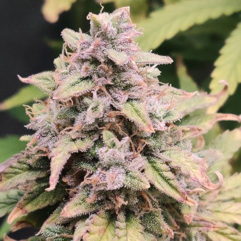 Pineapple Express Auto growlog timeline photo