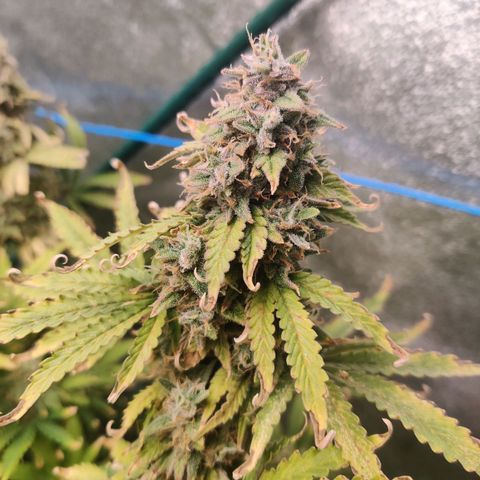 Pineapple Express Auto growlog timeline photo