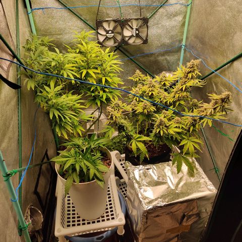 Pineapple Express Auto growlog photo: 3 main colas chopped from PE. 