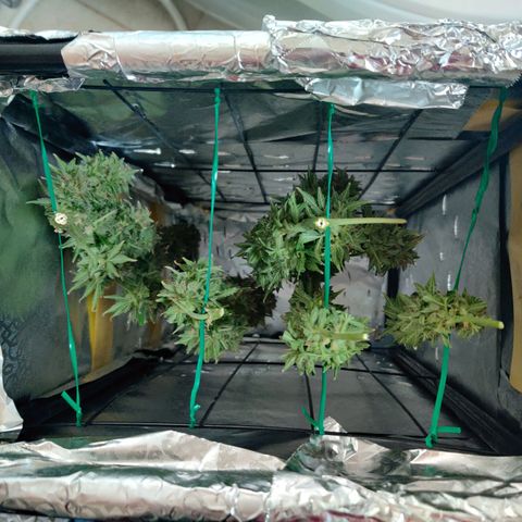 Pineapple Express Auto growlog photo: Chopped 3 main colas and stored inside foil box inside tent. 
