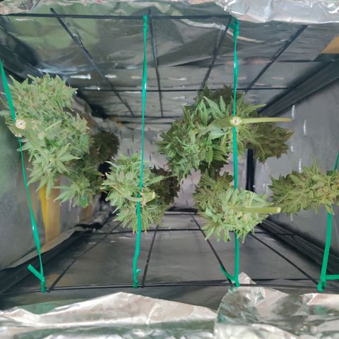 Pineapple Express Auto growlog photo: Chopped 3 main colas and stored inside foil box inside tent. 