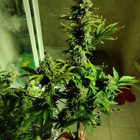 Pineapple Express Auto growlog photo: Chopped 3 main colas and stored inside foil box inside tent. 