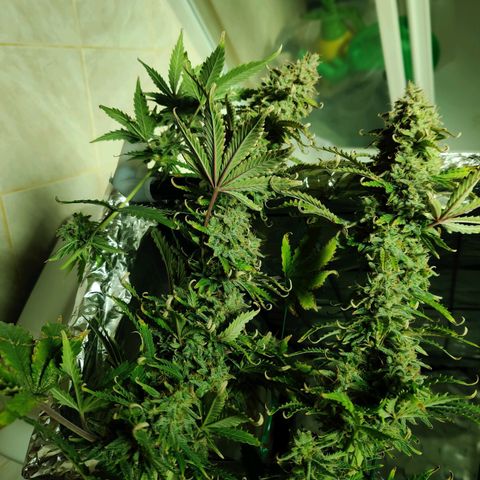 Pineapple Express Auto growlog photo: Chopped 3 main colas and stored inside foil box inside tent. 