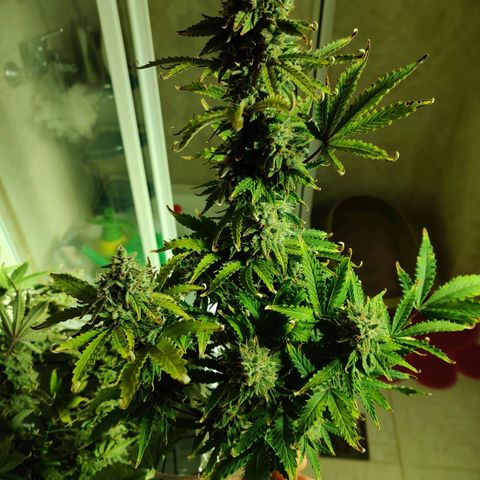 Pineapple Express Auto growlog photo: Chopped 3 main colas and stored inside foil box inside tent. 