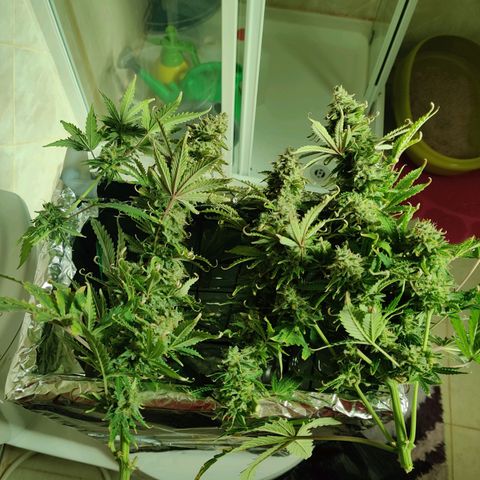 Pineapple Express Auto growlog photo: Chopped 3 main colas and stored inside foil box inside tent. 