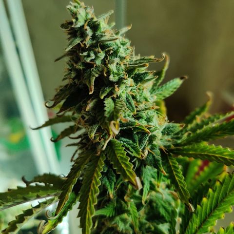 Pineapple Express Auto growlog photo: Chopped 3 main colas and stored inside foil box inside tent. 