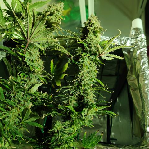 Pineapple Express Auto growlog photo: Chopped 3 main colas and stored inside foil box inside tent. 