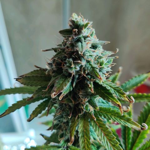 Pineapple Express Auto growlog photo: Chopped 3 main colas and stored inside foil box inside tent. 