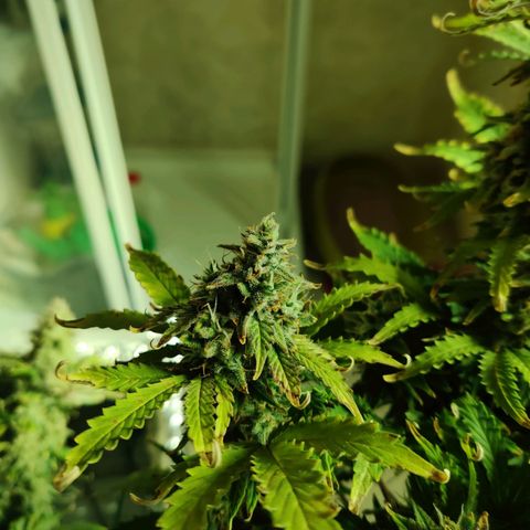 Pineapple Express Auto growlog photo: Chopped 3 main colas and stored inside foil box inside tent. 