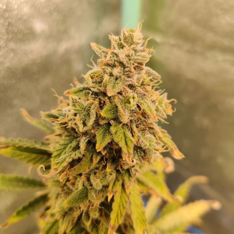 Pineapple Express Auto growlog timeline photo
