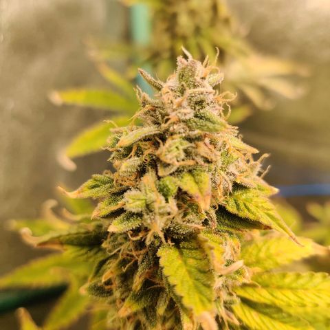 Pineapple Express Auto growlog timeline photo