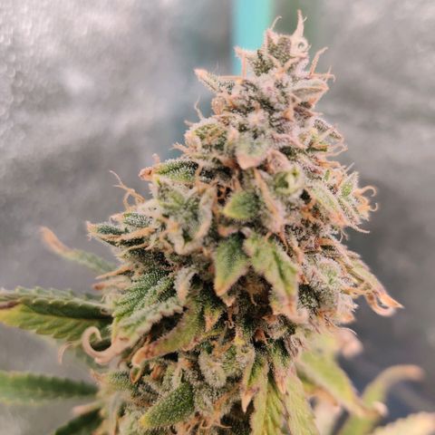 Pineapple Express Auto growlog timeline photo