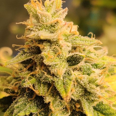 Pineapple Express Auto growlog timeline photo