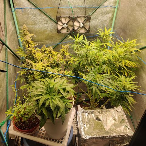 Pineapple Express Auto growlog timeline photo