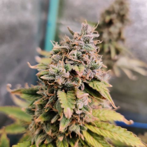 Pineapple Express Auto growlog timeline photo