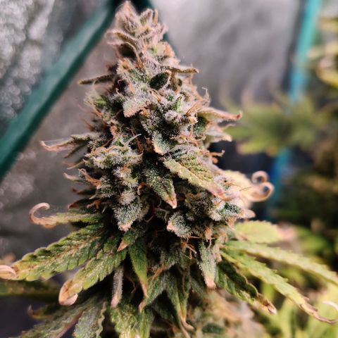 Pineapple Express Auto growlog timeline photo