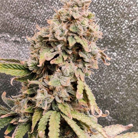 Pineapple Express Auto growlog timeline photo