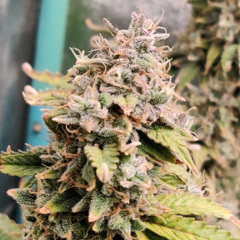 Pineapple Express Auto growlog timeline photo