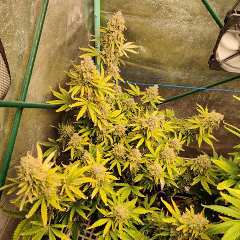 Pineapple Express Auto growlog timeline photo