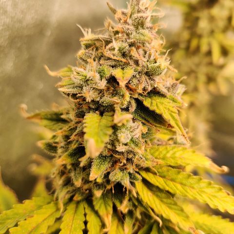 Pineapple Express Auto growlog timeline photo