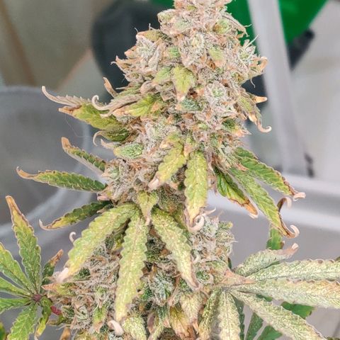 Pineapple Express Auto growlog photo: Harvested 
