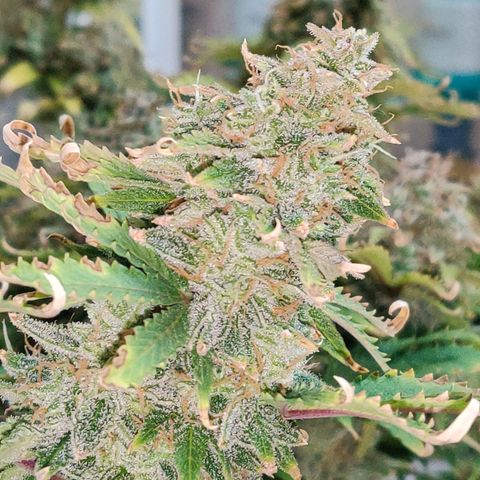 Pineapple Express Auto growlog photo: Harvested 