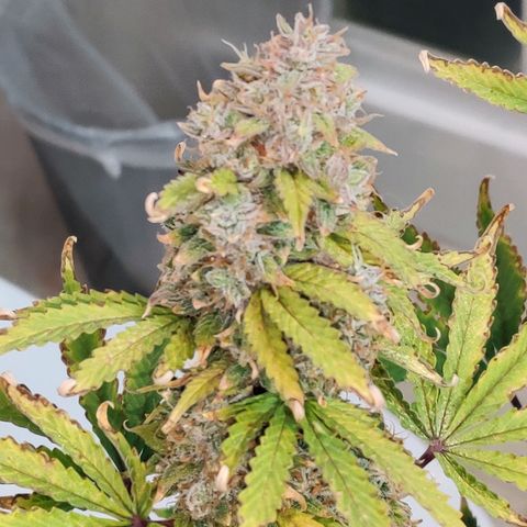 Pineapple Express Auto growlog photo: Harvested 