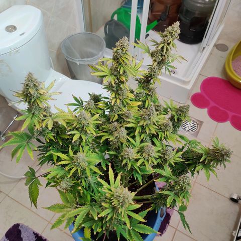 Pineapple Express Auto growlog photo: Harvested 