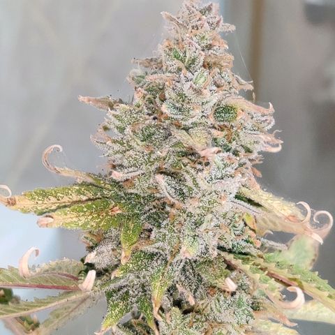 Pineapple Express Auto growlog photo: Harvested 