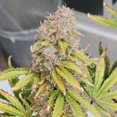 Pineapple Express Auto growlog photo: Harvested 