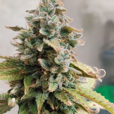 Pineapple Express Auto growlog photo: Harvested 