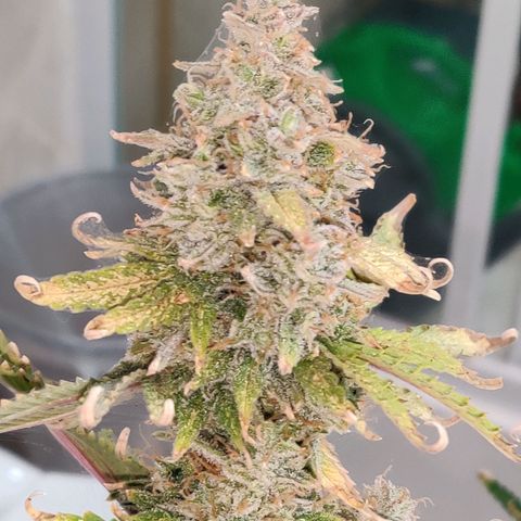 Pineapple Express Auto growlog photo: Harvested 